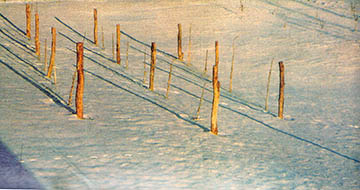 Sturdy stakes protect young grapevines from serious wind damage.